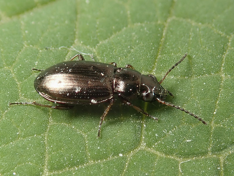 Carabidae: Bembidinae da identificare: Metallina ambigua